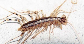 image of centipede