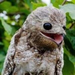 image of bird