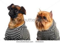 image of brabancon_griffon
