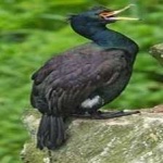 image of bird