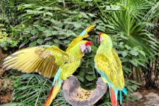 image of parrot #9