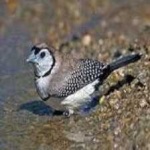 image of bird