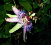 image of passion_flower #23