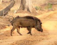 image of boar #2