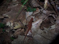 image of eft