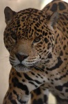 image of jaguar_car