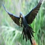 image of bird