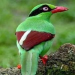 image of bird