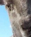 image of animal