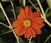 image of flower