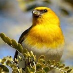 image of bird