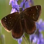 image of animal