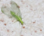 image of lacewing