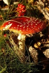 image of agaric
