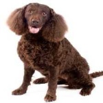 image of animal