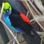 image of bird