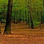 image of forest