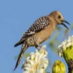 image of bird