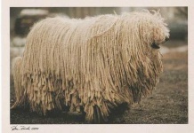 image of komondor