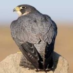 image of bird
