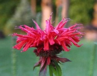 image of flower