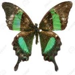image of banded_butterfly #93