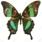 image of animal