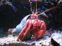 image of hermit_crab