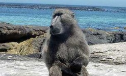 image of baboon