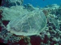 image of hawksbill