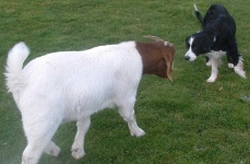 image of animal
