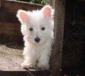 image of west_highland_white_terrier