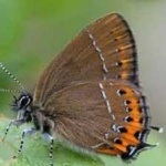 image of animal