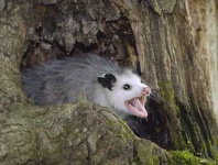 image of possum #15