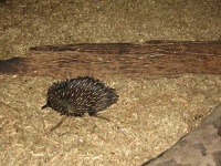 image of echidna