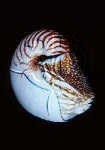 image of nautilus