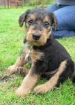 image of airedale