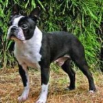 image of boston_terrier #23