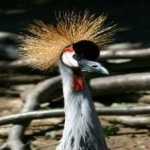 image of bird