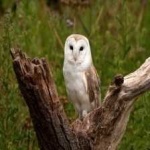 image of bird