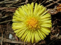 image of flower