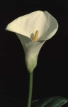 image of giant_white_arum_lily #22