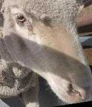 image of animal