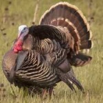 image of bird