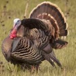 image of wild_turkey #9