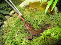 image of common_newt