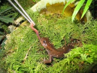 image of common_newt #6