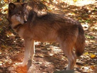 image of timber_wolf