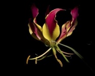 image of flower