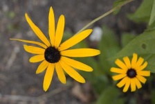 image of flower
